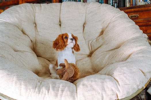 Adorable puppy cavalier king Charles spaniel color Blenheim sitting comfortably at home in light rattan chair with his toy. Purebred puppies. Breeding and rearing of puppies. Puppy food.
