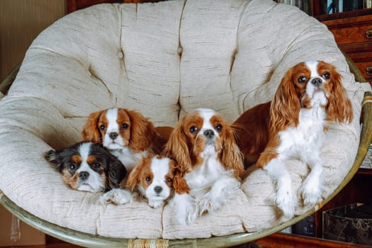 Group portrait of cavaliers King Charles spaniels of tricolor and Blenheim colors of adults and small puppies, sitting in large cozy round armchair in living room. Pets. Thoroughbred dogs.