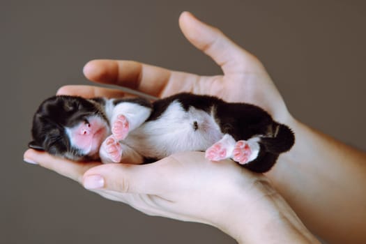 Small charming newborn Welsh corgi puppy is lying comfortably in women's arms. Keeping and feeding pets. Veterinary care during childbirth. Wonderful moments. Breeding and caring for dogs.