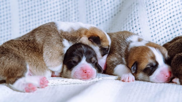 Newborn Welsh corgi puppies are sleeping sweetly on snow-white blanket at home. Keeping and feeding pets. Dog breeding. Veterinary care during childbirth. Raising puppies. Group of puppies.