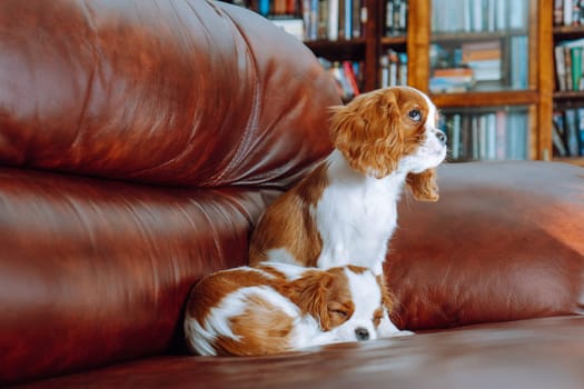 Purebred puppies. Two beautiful puppy cavalier King Charles spaniel color Blenheim sitting comfortably at home on brown leather sofa. Breeding and rearing of puppies. Puppy food.