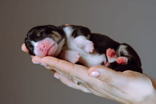 Comfort and safety. Newborn Welsh corgi puppy sleeps sweetly and serenely on palms of his mistress. Gray-brown background. Keeping and feeding pets. Veterinary care during childbirth. Breeding dogs.