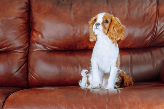 Pets. Charming puppy cavalier King Charles spaniel color Blenheim sitting comfortably at home in brown leather armchair and looking up seriously. Purebred puppies. Breeding of puppies. Puppy food.