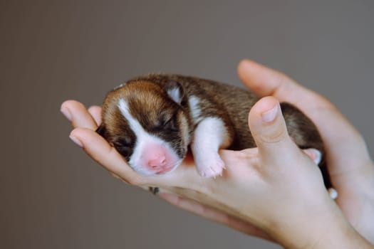 Veterinary care during childbirth. Newborn Welsh corgi puppy sleeps sweetly and serenely on palms of his mistress. Gray-brown background. Keeping and feeding pets. Dog breeding. Love and tenderness.