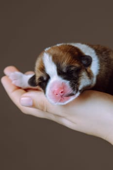 Close-up of muzzle of small puppy. Newborn Welsh corgi puppy sleeps sweetly and serenely on palms of his mistress. Brown background. Keeping and feeding pets. Veterinary care during childbirth.