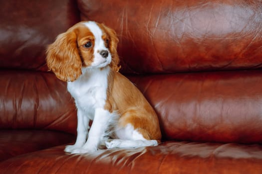 Charming puppy cavalier King Charles spaniel color Blenheim sitting comfortably at home in brown leather armchair and looking seriously away. Purebred puppies. Breeding of puppies. Puppy food.