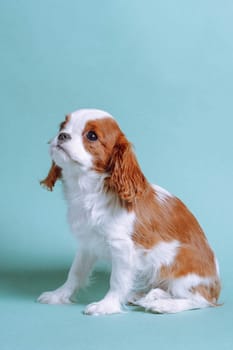 Charming two-month-old puppy Cavalier King Charles spaniel color Blenheim is sitting in studio on blue background with his head up. Breeding and rearing of puppies. Puppy food. Veterinary services.