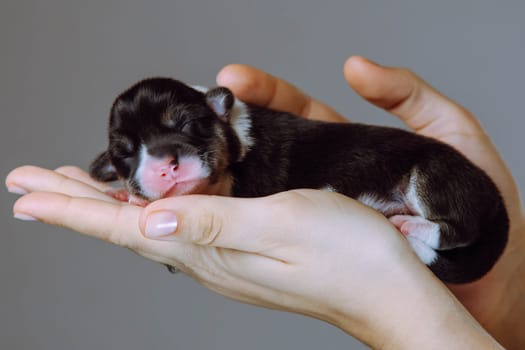 Close-up of small charming newborn Welsh corgi puppy lying comfortably in women's arms. Gray background. Keeping and feeding pets. Veterinary care during childbirth. Breeding and caring for dogs.