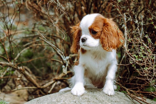 Puppies. Pets in nature. Charming red and white puppy cavalier King Charles spaniel color Blenheim sits on stone against background of brown branches. Raising and caring for puppies. Feeding dogs.