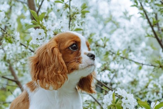Very beautiful puppy girl cavalier King Charles spaniel on background of blooming spring trees in morning in garden. Color Blenheim. Raising and caring for puppies. Feeding dogs. Friendship . Pets.