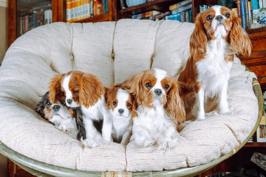 Portrait of cavaliers King Charles spaniels of tricolor and Blenheim colors of adults and small puppies, sitting in large round armchair in living room. Pets. Thoroughbred dogs. Care and maintenance.