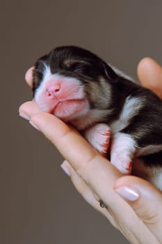 Sweet muzzle of newborn Welsh corgi puppy in frame, which lies on woman's palm. Gray-brown background. Keeping and feeding pets. Veterinary care during childbirth. Wonderful moments.