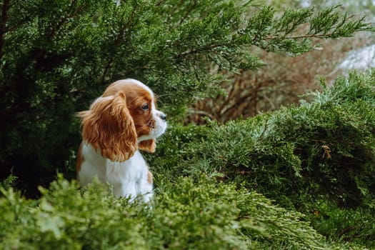 Elegant red-and-white puppy of cavalier King Charles spaniel of Blenheim color sits on green coniferous background. Raising and caring for puppies. Feeding dogs. Means to protect pets. Pets.