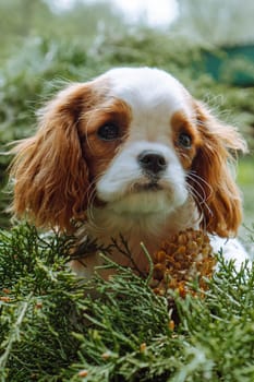 Close-up portrait of small puppy cavalier King Charles spaniel surrounded by delicate coniferous greenery with fir cone. Color Blenheim. Raising for puppies. Feeding dogs. Means to protect pets.