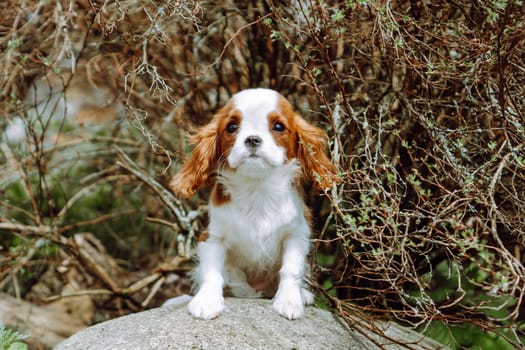 Pets. Charming red and white puppy cavalier King Charles spaniel color Blenheim sits on stone against background of brown branches. Raising and caring for puppies. Feeding dogs. Puppies.