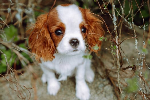 Portrait of Puppy Charming red and white cavalier King Charles spaniel color Blenheim sits on stone against background of brown branches. Raising and caring for puppies. Feeding dogs.