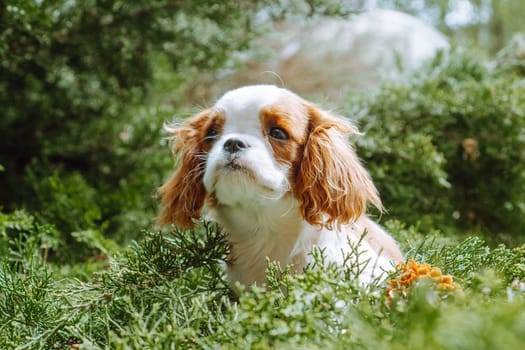 Portrait of funny little puppy cavalier King Charles spaniel surrounded by delicate coniferous greenery with fir cone. Color Blenheim. Raising for puppies. Feeding dogs. Means to protect pets. Pets.