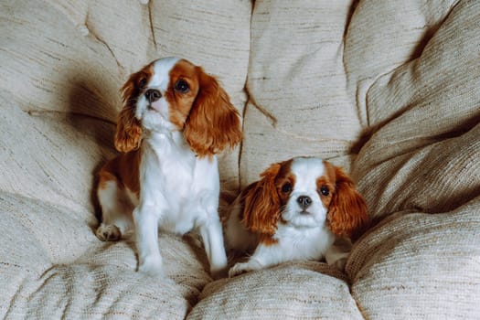 Adorable cavalier king Charles spaniel puppies always find most cozy places to relax at home. Pets. Color Blenheim. Breeding and rearing of puppies. Puppy food. Thoroughbred dogs.