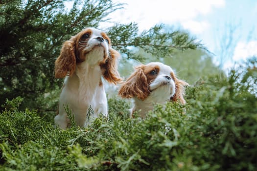 Purebred puppies. Two puppies cavalier King Charles spaniel color Blenheim are sitting in garden against background of greenery, raising their heads up. Breeding of puppies. Veterinary services.