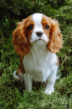 Pets. Little girl puppy cavalier King Charles spaniel sits surrounded by delicate coniferous greenery . Color Blenheim. Raising and caring for puppies. Feeding dogs. Means to protect pets.