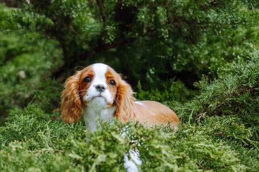 Means to protect pets. Charming red-and-white puppy cavalier King Charles spaniel color Blenheim sits on green coniferous background. Raising and caring for puppies. Feeding dogs. Pets.