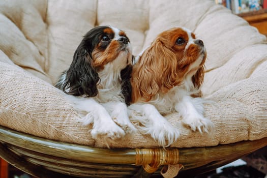 Cavalier King Charles spaniel tricolor and Blenheim lying side by side at home in cozy armchair and looking away. Pets. Color Blenheim. Thoroughbred dogs. Care and maintenance.