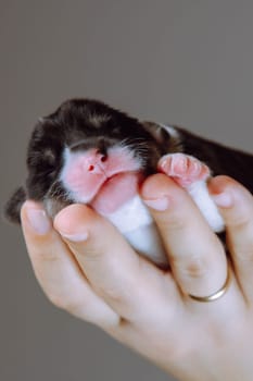 Close-up of muzzle of newborn Welsh corgi puppy that lies on woman's palm. Gray-brown background. Keeping and feeding pets. Veterinary care during childbirth. Wonderful moments. Breeding for dogs.