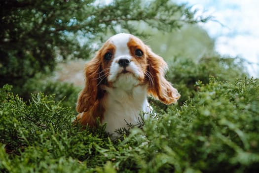 Beautiful puppy girl cavalier king Charles spaniel on background of green conifers in morning in garden. Color Blenheim. Raising and caring for puppies. Feeding dogs. Means to protect pets. Pets.