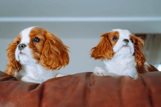 Pets. Adorable cavalier king Charles spaniel puppies always find most cozy places to relax at home. Color Blenheim. Breeding and rearing of puppies. Puppy food. Thoroughbred dogs.