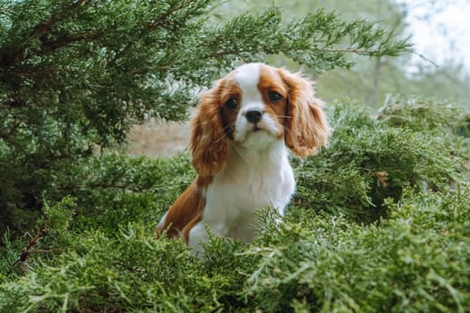 Lovely little girl puppy cavalier king Charles spaniel sits surrounded by delicate coniferous greenery. Color Blenheim. Raising and caring for puppies. Feeding dogs. Means to protect pets. Pets.
