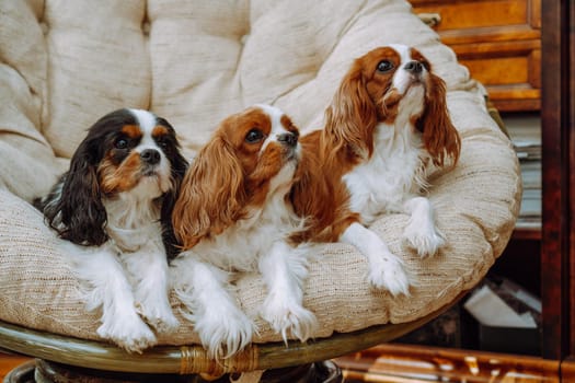 Portrait of three charming cavaliers of King Charles spaniels of tricolor and Blenheim colors of adults, sitting in large cozy round armchair in living room. Pets.Thoroughbred dogs. Feeding dogs.