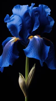 Blue iris close-up. Flowers on a black isolated background. wallpaper or background .Generative AI
