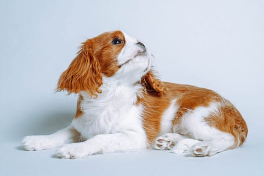 Purebred puppies. Two-month-old puppy Cavalier King Charles spaniel lies in studio on blue background with his head up. Breeding and rearing of puppies. Puppy food. Veterinary services. Pets.