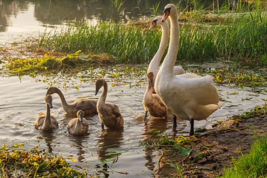 Birds of Eastern Europe. Family of white swans with chicks on lake is going to swim on summer evening. Environmental protection. Wild birds in habitat. Nature reserves. Wildlife. Migratory birds.