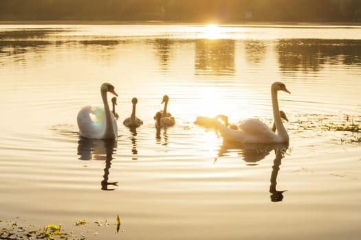 Exciting sight of swan family floating on lake in sunset. Environmental protection. Nature reserves. Wildlife. Migratory birds. Birds of Eastern Europe. Wild birds in their natural habitat.