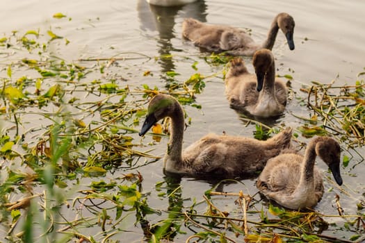 Grown - up swan chicks swim in lake on summer evening. Nature reserves. Environmental protection. Migratory birds. Birds of Eastern Europe. Wild birds in their natural habitat. Breeding chicks.