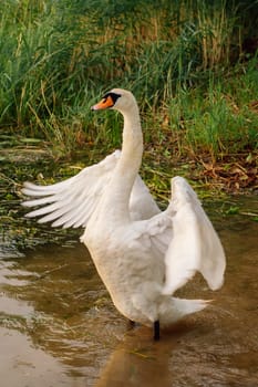Majestic beautiful white swan stands in lake with its wings spread. Nature reserves. Wildlife. Environmental protection. Migratory birds. Birds of Eastern Europe. Wild birds in their natural habitat.