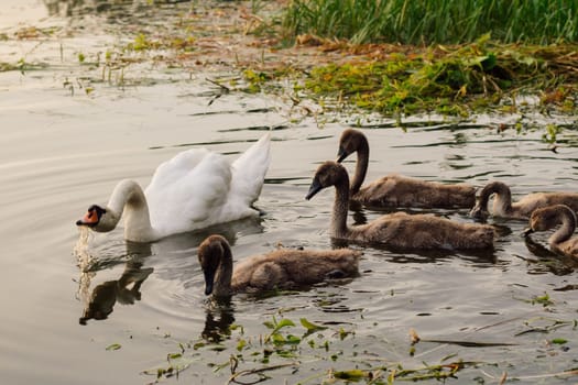 Adult parent swan protects its chicks from danger by hissing by arching its neck. Environmental protection. Nature reserves. Migratory birds. Birds of Eastern Europe. Wild birds in natural habitat.