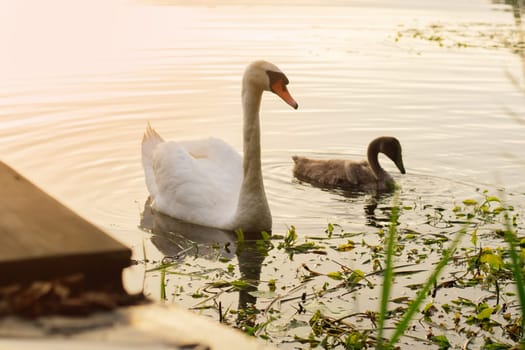 Adult white swan and small chick swim in lake in nature reserve in evenings. Environmental protection. Wildlife. Migratory birds. Birds of Eastern Europe. Wild birds in their natural habitat.