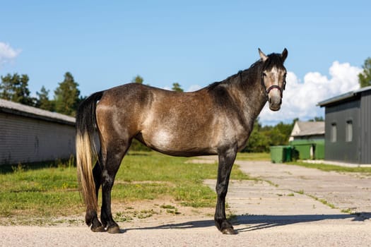 A gray horse stands in the backyard of a farm on a summer sunny day