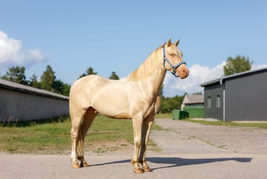 An albino horse stands in the backyard of a farm on a sunny summer day