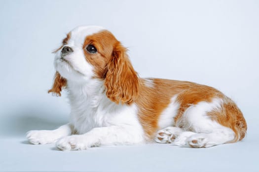 Adorable two-month-old puppy Cavalier King Charles spaniel color Blenheim lies in studio on blue background with his head up. Breeding and rearing of puppies. Puppy food. Veterinary services.