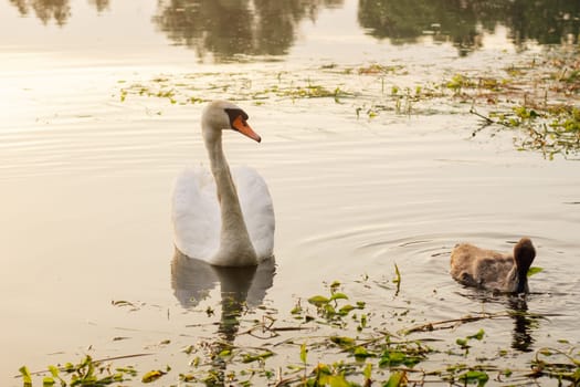 Wildlife. Adult white swan and small chick swim in lake in nature reserve in evenings. Environmental protection. Migratory birds. Birds of Eastern Europe. Breeding chicks.