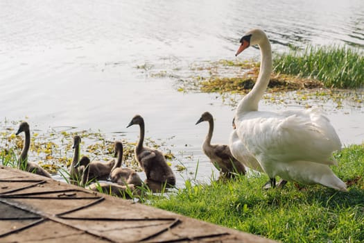 Mother swan leads her chicks to swim in lake on summer evening. Nature reserves. Wildlife. Environmental protection. Birds of Eastern Europe. Wild birds in their natural habitat. Breeding chicks.