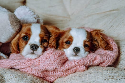 Purebred puppies. Two puppies cavalier King Charles spaniel Blenheim color comfortably lie inchair on pink knitted scarf and look at camera. Breeding and rearing of puppies. Puppy food. Pets.