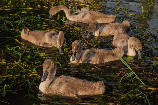 Breeding chicks. Grown - up swan chicks swim in lake on summer evening . Nature reserves. Wildlife. Environmental protection. Birds of Eastern Europe. Wild birds in their natural habitat.