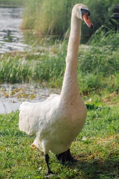 Image of beautiful white swan in its natural habitat, against background of water. Nature reserves. Wildlife. Environmental protection. Migratory birds. Birds of Eastern Europe. Wild birds.