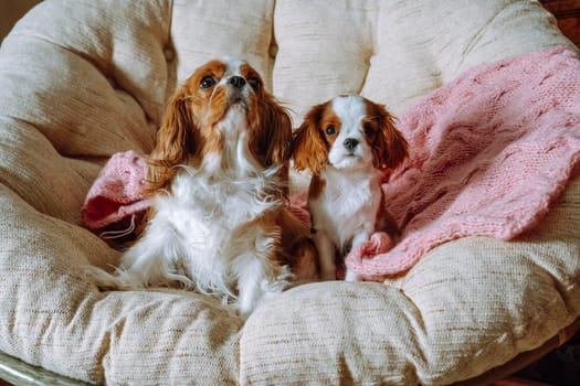 Mom and puppy cavalier King Charles spaniel comfortably settled on pink knitted blanket in chair at home. Puppy care. Pets. Blenheim. Breeding and rearing of puppies. Puppy food. Thoroughbred dogs.