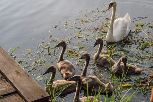 Mother swan swims with her chicks on summer evening. Nature reserves.Environmental protection. Migratory birds. Birds of Eastern Europe. Wild birds in their natural habitat. Breeding chicks.