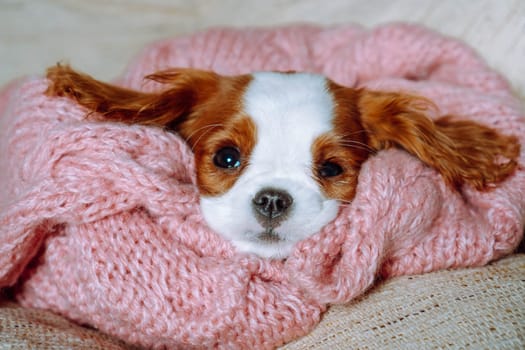 Puppy care. Sweet Puppy of cavalier King Charles spaniel lies at home wrapped in knitted pink plaid and snugly arranging his muzzle. Pets. Color Blenheim. Breeding and rearing of puppies. Puppy food.